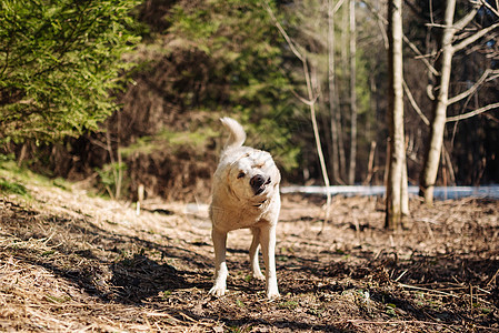 白拉布拉多猎犬在散步 自然中的狗 青草和森林后面的老狗宠物游戏精力朋友公园动物犬类时间实验室伴侣图片