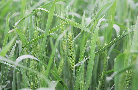 田野上没有熟的绿麦芽 下着雨滴图片