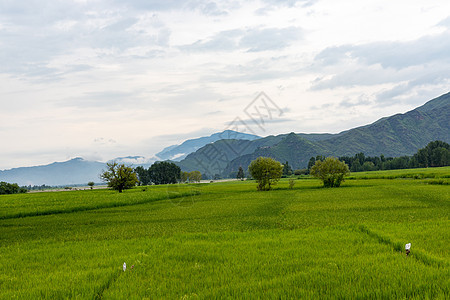 稻草绿地 天空风景多云图片