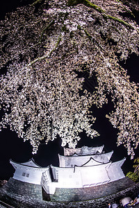 奥达瓦拉城堡和夜樱旅游历史木头樱花石墙花瓣景点古迹建筑晴天图片