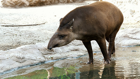 在炎热的夏日 水龙头在水上行走 靠近池塘 喝水 洗澡图片