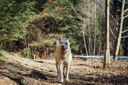 白拉布拉多猎犬在散步 自然中的狗 青草和森林后面的老狗晴天实验室朋友动物伴侣哺乳动物宠物游戏精力时间图片