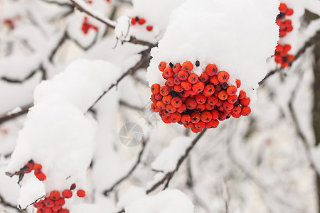 树枝和山地灌木 红莓覆盖着积雪图片