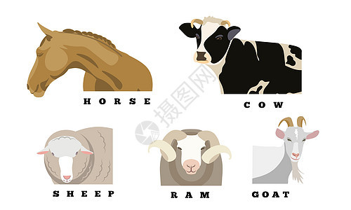 马 牛 山羊 绵羊和 Ram 插图哺乳动物配种牧场国家农村奶制品农场农业奶牛家园图片