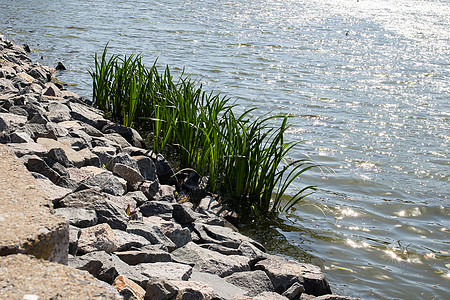 水库岸边的石头和绿图片