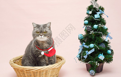 穿着圣坦塔服装的灰灰色英国猫 在圣诞树附近的篮子里坐着礼物乐趣戏服宠物背景情绪庆典格子哺乳动物季节图片