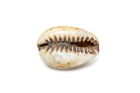 俗称伊莎贝尔的贝壳 伊莎贝拉贝壳或小鹿色贝壳 是海蜗牛 贝壳 Cypraeidae 科的海洋腹足类软体动物的一种 贝壳在白色背景图片