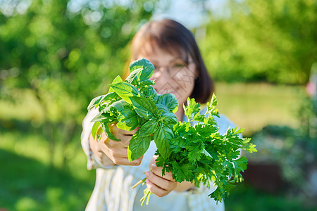 在夏天的花园 农场里 由女人亲手拍下一连串派斯利和Basil特写食物园丁草药烹饪芳香营养植物美食生态女士图片