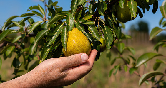 一个男人的手从一棵树上的美丽美景中 摘取一个成熟的梨子图片