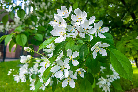 白苹果花朵 美丽的鲜花苹果树 春日盛开花的本底背景晴天花瓣果园绿色生长白色花园植物园艺季节图片