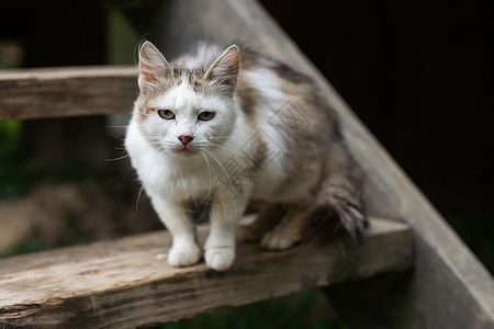 成人猫探索场图片