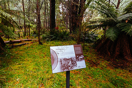 澳大利亚维多利亚州Cambarville历史村森林桉树植被植物指示牌缠绕假期薄雾机械衬套图片