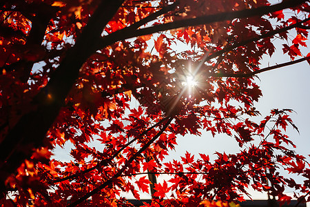 澳大利亚沃伯顿的秋叶阳光季节树叶公园森林红色乡村场景黄色农村图片