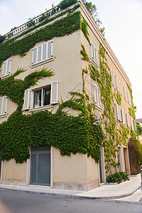 房子墙上的绿色克里珀植物 背景情况藤蔓爬行者植物群花园生长石头墙纸树叶荒野植被图片