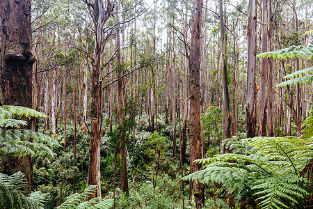 澳大利亚维多利亚州驱动车薄雾植被旅游桉树假期风景绿色衬套植物缠绕背景图片