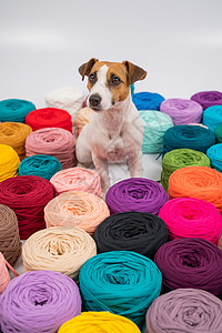 狗在多色棉人中紧贴材料灯丝工艺棉布圆圈彩虹绞线收藏细绳纤维图片