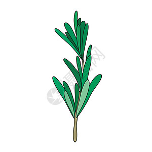 绿色迷迭香叶香料 药用植物 用于调味的芳香植物 在白色上孤立的矢量插图 烹饪 包装装饰 贴纸 标签中设计元素的迷迭香草本艺术衬套图片