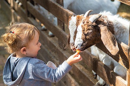 儿童在农场喂羊 有选择地集中注意力男生山羊郊游宠物食物农民公园谷仓玉米奶制品图片