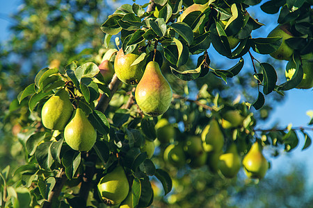 梨子生长在花园的一棵树上 有选择的重点园艺生物水果季节梨树树叶植物农业农场果园图片