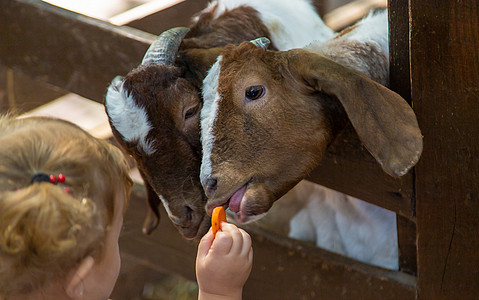 儿童在农场喂羊 有选择地集中注意力男生农业谷仓乐趣朋友家畜哺乳动物玉米动物奶制品图片