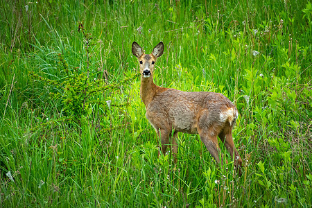 一只小鹿站在绿草地上图片