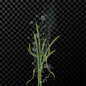 矢量背景与绿色水下植物 海藻和气泡 用于网页设计 印刷品 卡片 视频游戏 海报 杂志 报纸图片