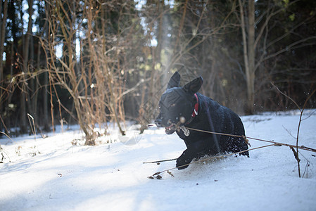 在美丽的白雪中 游荡着的黑色拉布拉多猎犬小狗在寒冬大自然中的雪中奔跑图片