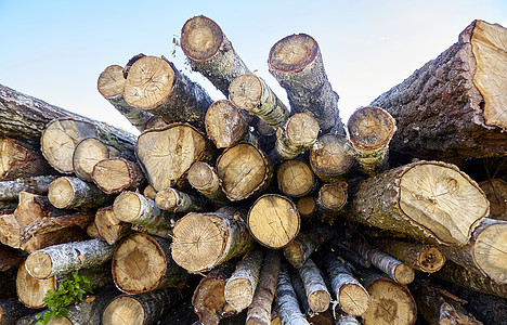 许多木柴 落树 大量的木头都埋在地上 就像锯木厂的本性一样材料桦木木工储备硬木活力柴堆砍伐工业森林图片