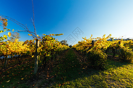 澳大利亚的葡萄园采摘辉光晴天太阳酒厂树叶阳光藤蔓丘陵图片