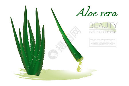 一套 aloe Vera 现实的绿色植物 叶子加上果汁 孤立在白色背景上 矢量插图图片