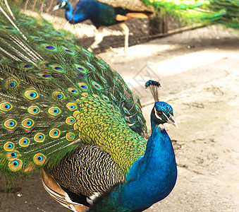 雄性印地安孔雀的尾巴显示它的尾巴 一个有亮羽毛的开阔尾巴野鸡绿色野生动物男性水平动物园蓝色公鸡图片