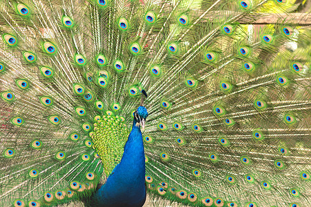 雄性印地安孔雀的尾巴显示它的尾巴 一个有亮羽毛的开阔尾巴动物园野生动物蓝色绿色野鸡水平公鸡男性图片