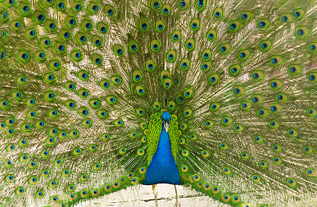 雄性印地安孔雀的尾巴显示它的尾巴 一个有亮羽毛的开阔尾巴绿色野鸡动物园公鸡水平蓝色男性野生动物图片