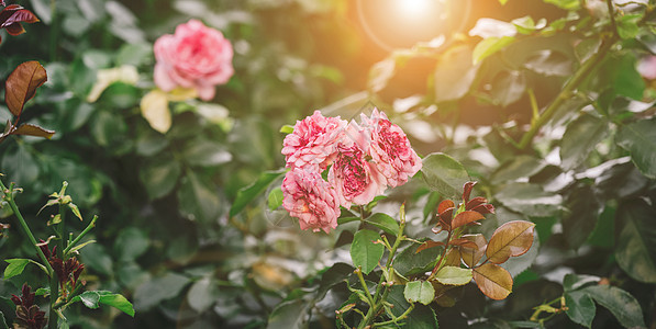 花园中粉红花朵 明日的光芒图片