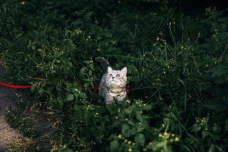 苏格兰直立小猫 用克码散步图片