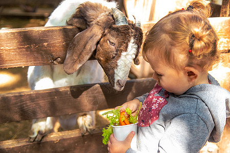 儿童在农场喂羊 有选择地集中注意力男生家畜农业山羊食物农民宠物奶制品哺乳动物公园图片