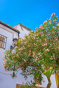 隆达  安达卢西亚的隆达古城 美丽的古城隆达 安达卢西亚 西班牙酒店脚步村庄季节阳台行动蓝色植物街道文化图片