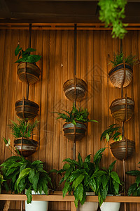 含有生物生物学设计要素的室内咖啡厅 生物生物学概念叶子福利生长植物园艺花园亲生物生态植物群房间图片