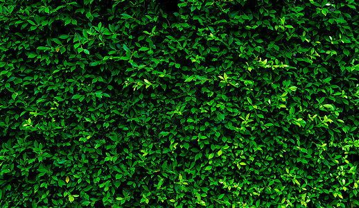 树篱墙纹理背景中的小绿叶 特写镜头绿色树篱植物在庭院里 生态常绿树篱墙 自然背景 自然之美 绿叶与自然图案壁纸栅栏绿色植物花园二图片
