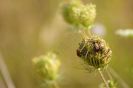 特写绿色模糊背景的野生胡萝卜芽上被剥除的虫子图片