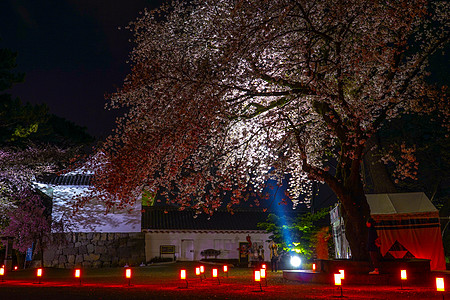奥达瓦拉城堡和夜樱花瓣景点历史樱花世界遗产旅游木头石墙照明建筑图片