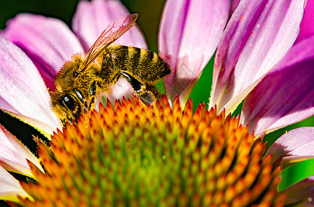 大黄蜂从红花的头上收集花蜜图片