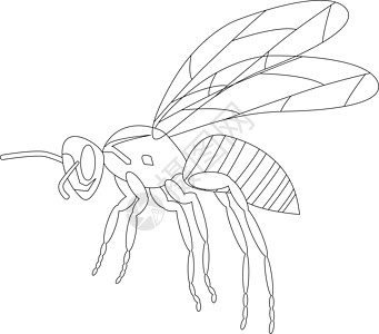 黄蜂孤立在白色背景上 野生昆虫 轮廓 矢量图片