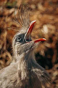 近距离拍摄的Seriema鸟叫声肖像红腿热带动物自然草原捕食者栖息地观鸟野生动物图片