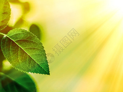 春季新绿叶草本植物绿色植物叶子植物学生长植物群晴天植物园艺树叶图片