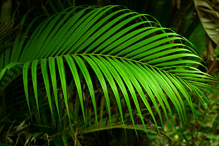 热带热带绿色棕榈剪切叶背景图片