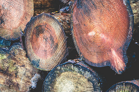 荷兰森林中的剪切木柴 荷兰森林林地硬木木制品树木日志树干环境木工人木材荒野图片