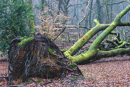 荷兰森林里的福吉日 斯普德博斯·维卢韦图片