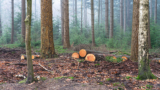 荷兰森林中的剪切木柴 荷兰森林木材木头棕色材料硬木木制品日志树木荒野木工人图片