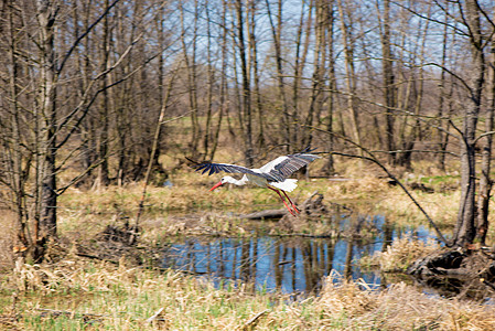 春天的森林正在苏醒 苍蝇在树木和沼泽上伸展翅膀 飞翔场地草地大鸟羽毛池塘农村野生动物家庭蓝色航班图片